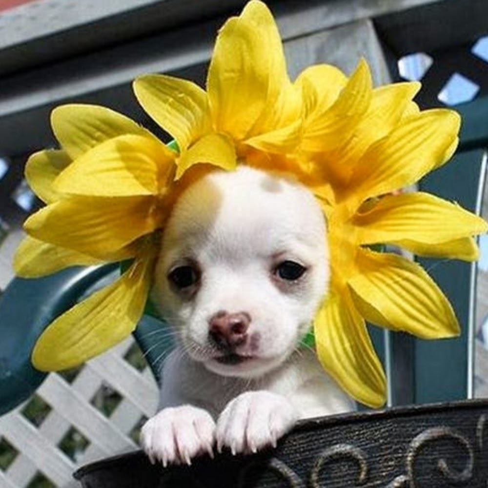 Meet your Posher, Carol